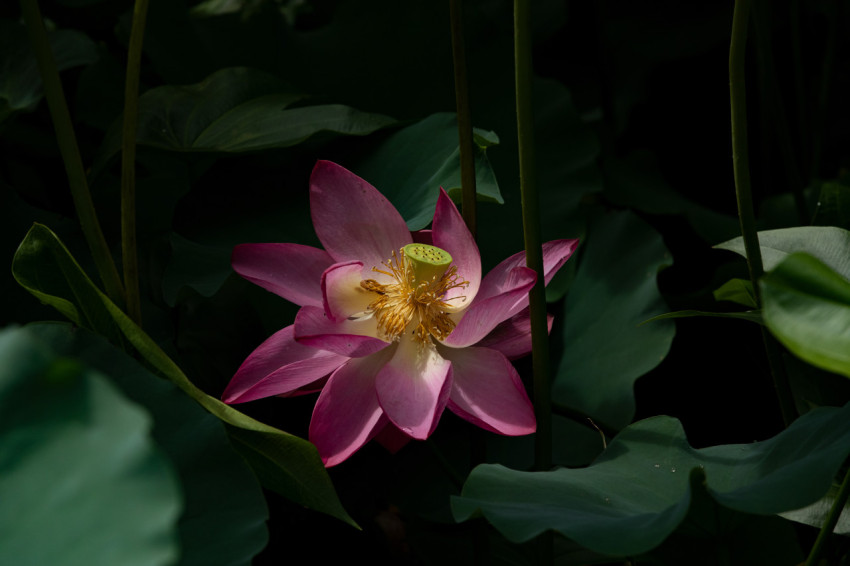 Lotus Flower