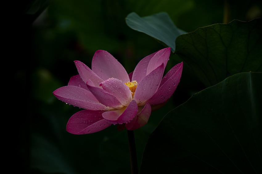 Lotus flower in Rain