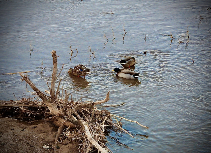 Mallard Ducks eating