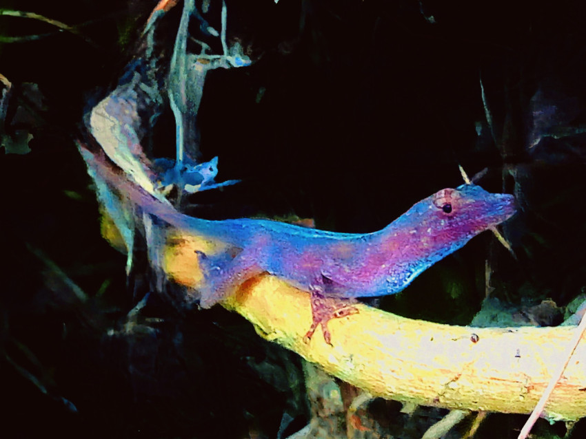 Anolis cristatellus