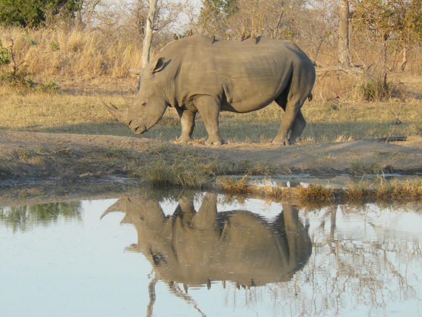 Rhino reflections