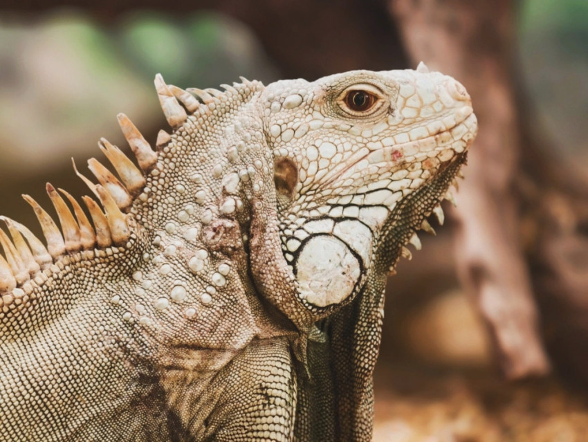 Iguana