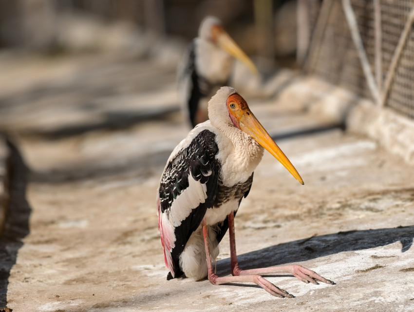 Stork