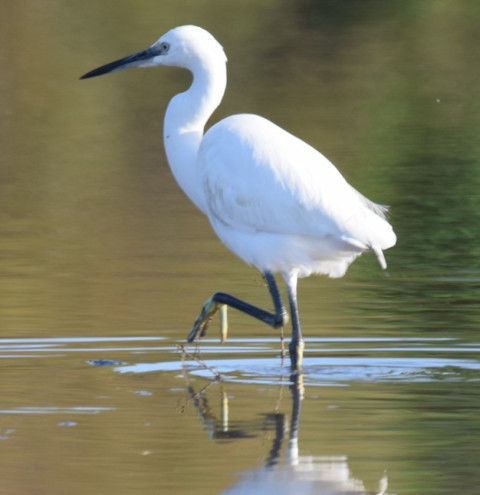 AIGRETTE