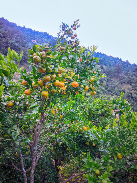 Orange tree