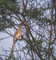 Grey hornbill bill