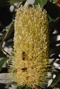 2013 04 23 16 29   105mm Bees in Banksia