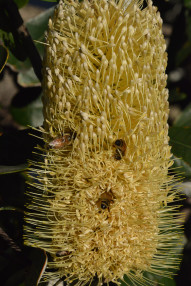 2013 04 23 16 32   105mm Bess in Banksia