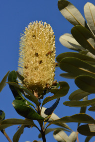 2013 04 23 16 33   105mm Bees in Banksia