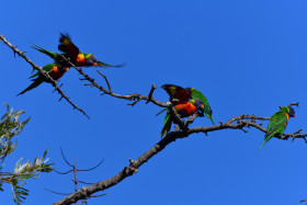 2019 10 02 08 10   700mm Rainbow Lorikeets