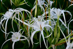 2021 01 02 19 57   105mm Spider Lily