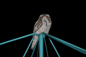 2024 07 17 18 52   200mm SB 910 Barking Owl