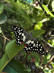 A beautiful Lime Butterfly