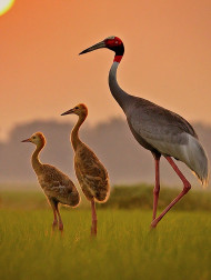 A mother Indian Sarus Crane with her  .....