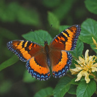 Beautiful Butterfly Photo