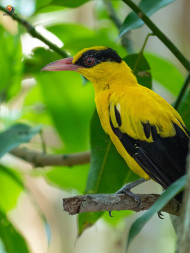 BLACK NAPED ORIOLE