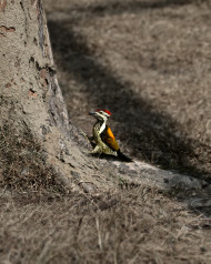 Black-Rumped Flameback