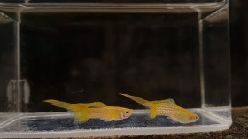 Blonde yellow lace guppy fish