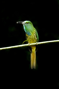 bluebeareded bee eater