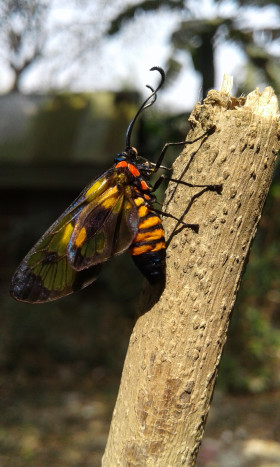 Butterfly Blooming