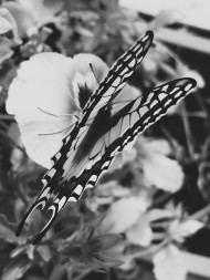 Butterfly    [B&W]