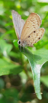 Butterfly  on leaf