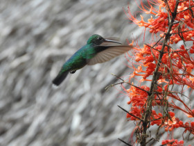 COLIBRI