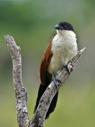 Coucal de Burchell  saint lucie (2)