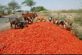 Cow eating food