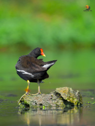 Eurasian Moorhen