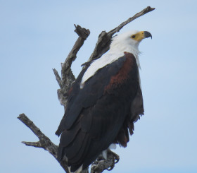 Fish eagle