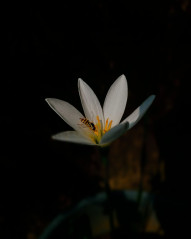 Food in flower