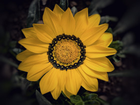 Gazania Rigens