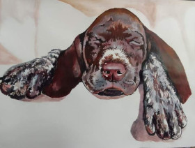 German shorthaired pointer