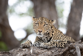 HIPSTERPHOTOS LEOPARD PORTRAIT