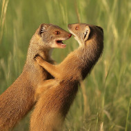 Indian Golden mongoose