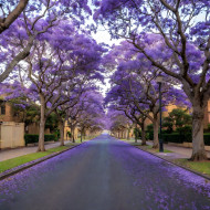 Jacaranda Trees