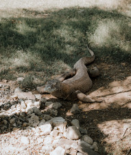 Komodo Dragon