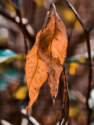 Leaves