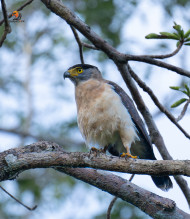 Nicobar Serpent Eagle