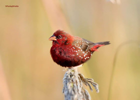 Red avadavat