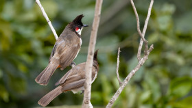 Red whiskered bulbul