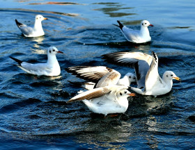 SeaGulls