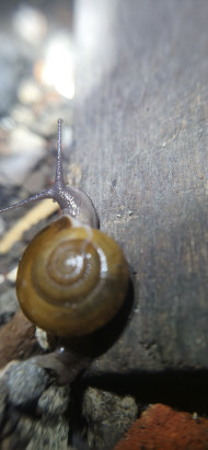 Snail