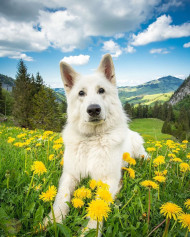 Switzerland grasslands