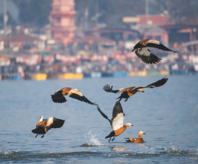 The ruddy shelduck