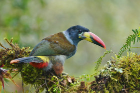 Toucan bleu   H el bosque