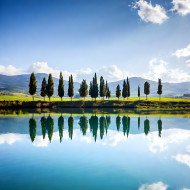 Trees at lake