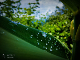 Water drops on leaf