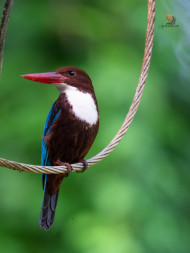 White Throated Kingfisher